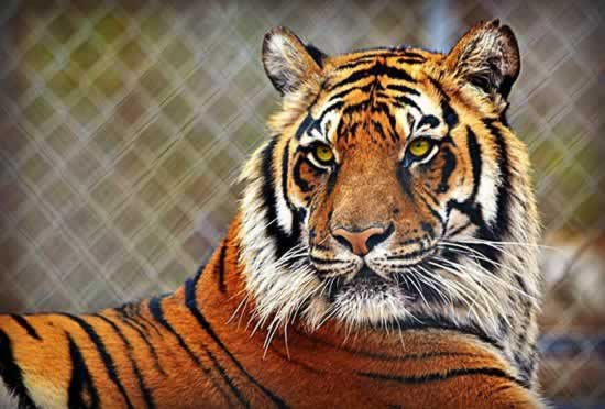 Tiger Creek Animal Sanctuary