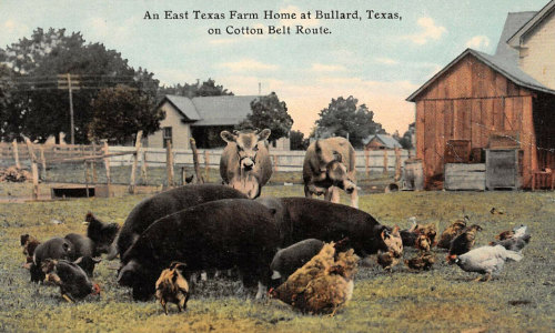 Vintage Postcard: An East Texas Farm Home at Bullard, Texas, on the Cotton Belt Route