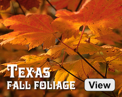 View 2023 Texas Fall Foliage: trips, where to see fall color, photos, fall foliage cam