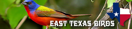 Texas Birds, Birding and Bird Watching