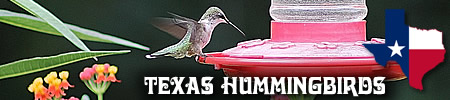 Hummingbirds in East Texas